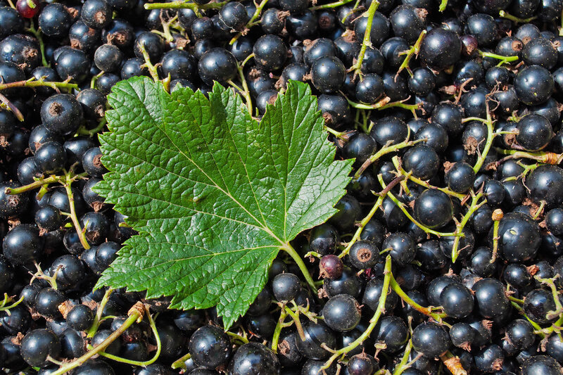 Ribes nigra 