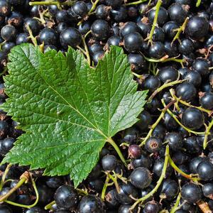 Ribes nigra 