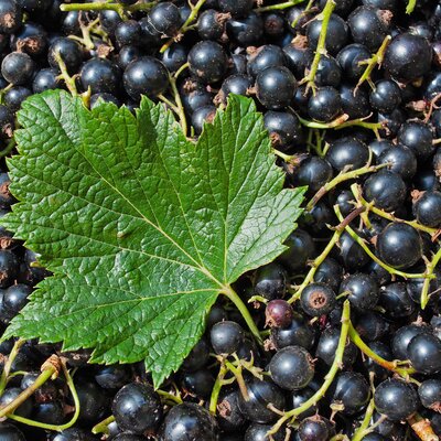 Ribes nigra 