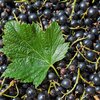 Ribes nigra 