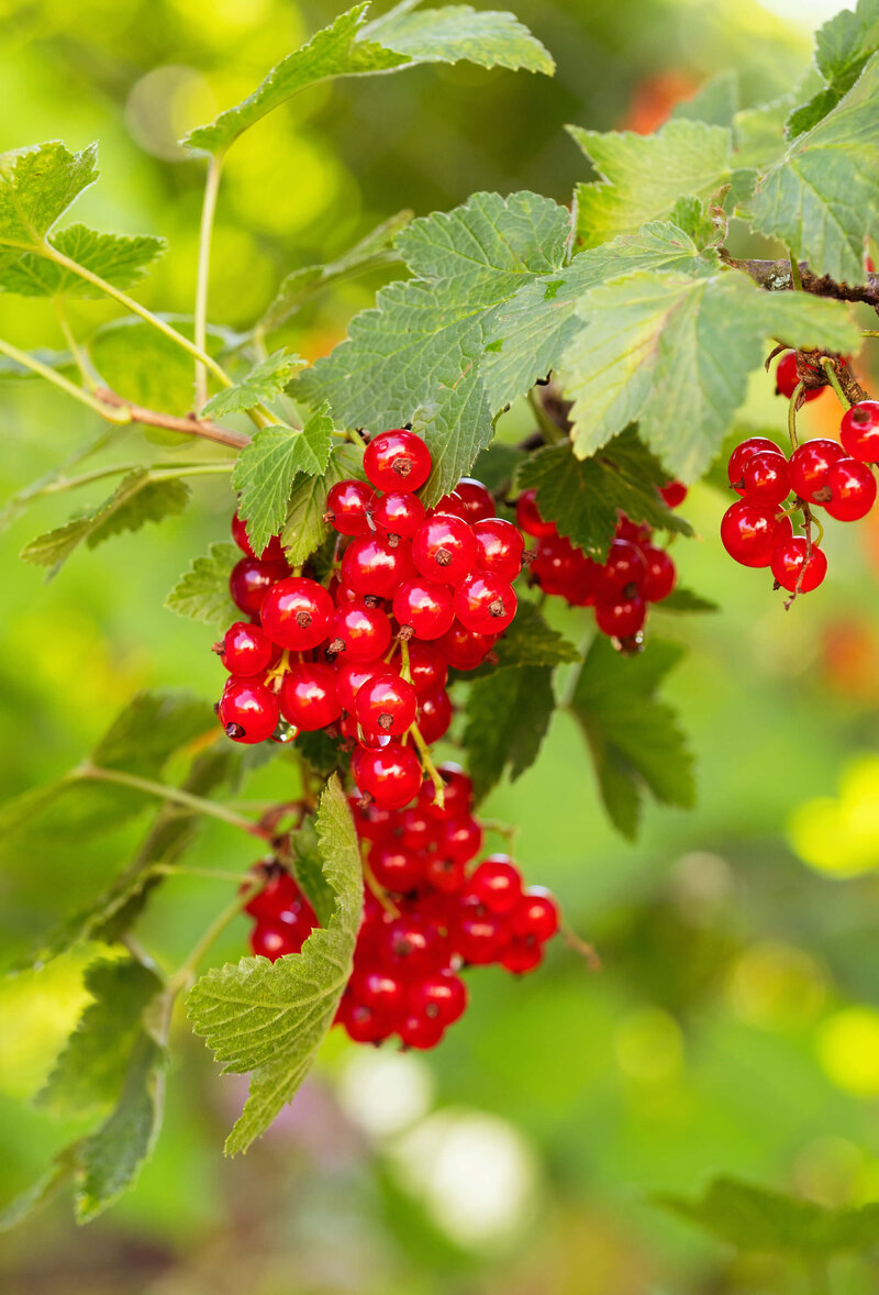 Ribes rubrum