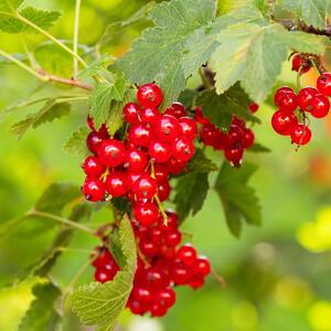 Ribes rubrum