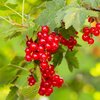 Ribes rubrum