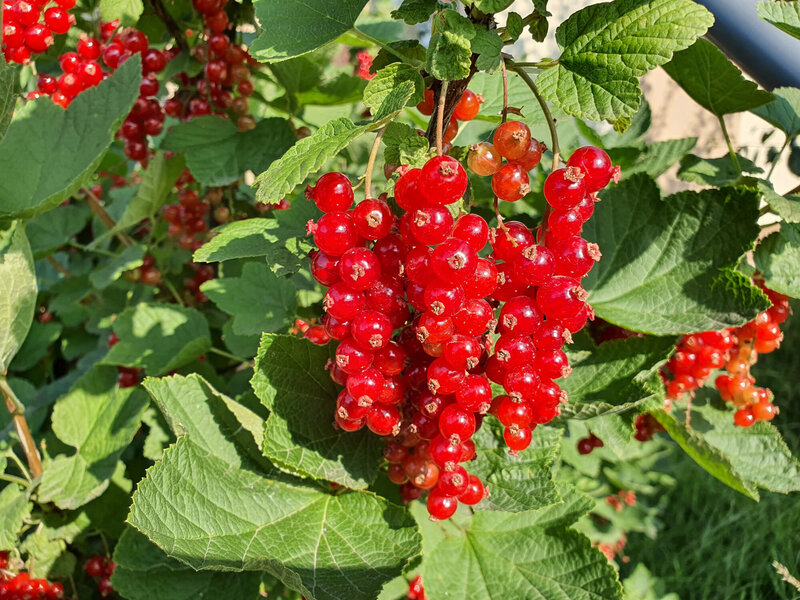 Ribes rubrum
