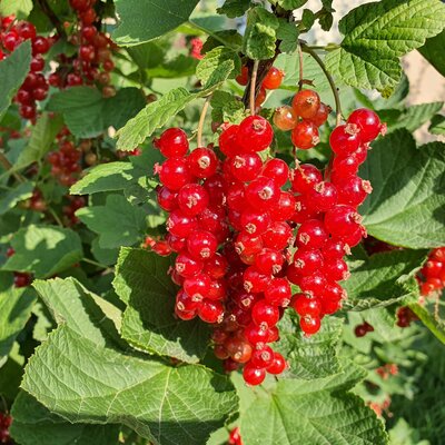 Ribes rubrum