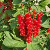Ribes rubrum