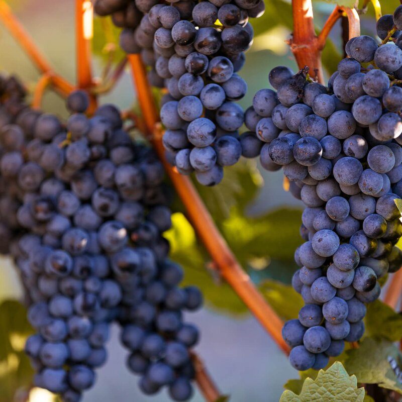 Vitis vinifera 'Blauer Muskat' | STARKL