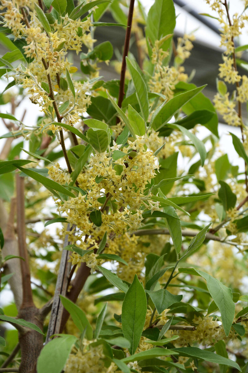 Elaeagnus umbellata 'Pointilla® Fortunella®