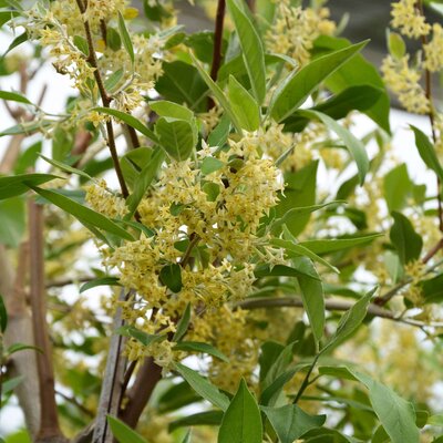 Elaeagnus umbellata 'Pointilla® Fortunella®