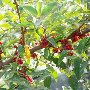 Elaeagnus umbellata 'Pointilla® Sweet'n'Sour®