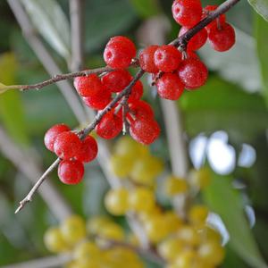 Elaeagnus umbellata 'Pointilla® Sweet'n'Sour®