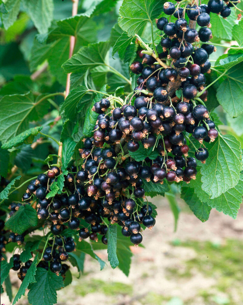Ribes nigrum 'Silvergieters Schwarze'