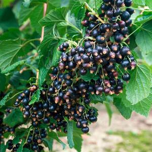Ribes nigrum 'Silvergieters Schwarze'