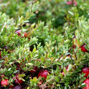 Vaccinum macrocarpon