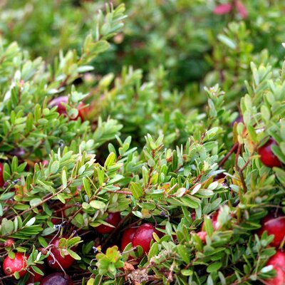 Vaccinum macrocarpon