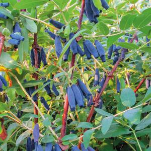 Lonicera kamtschatica Blue King