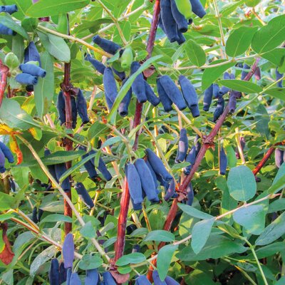 Lonicera kamtschatica Blue King