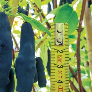 Lonicera kamtschatica Blue King
