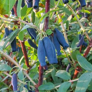 Lonicera kamtschatica Blue King