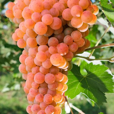 Vitis vinifera 'St. Martin'