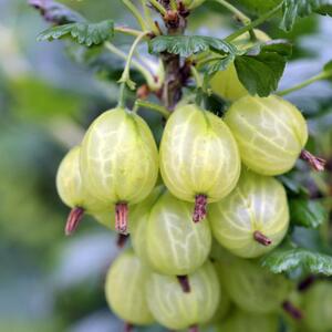 Ribes uva-crispa 