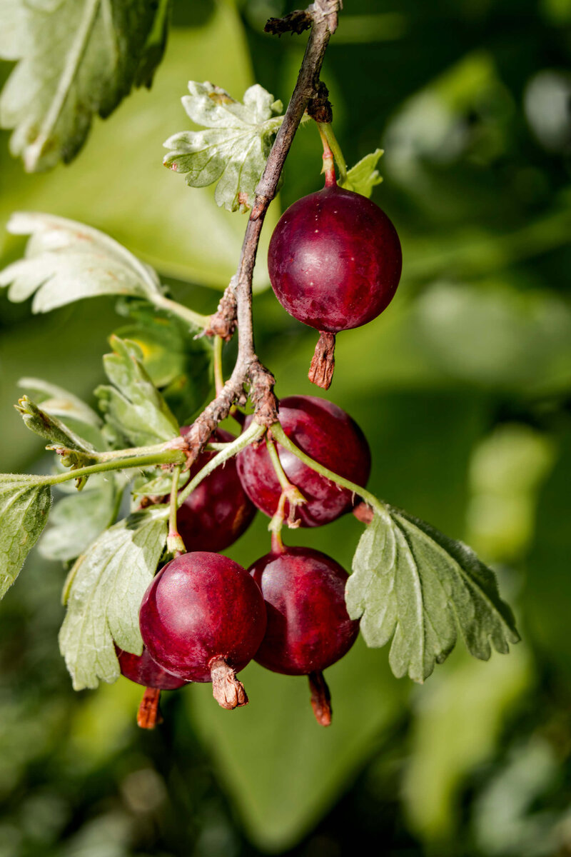 Ribes uva-crispa