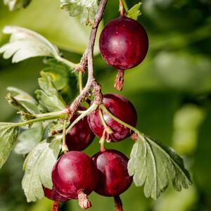 Ribes uva-crispa