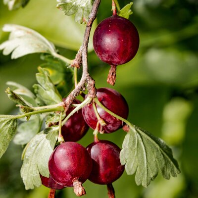 Ribes uva-crispa