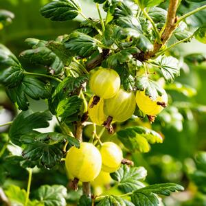 Ribes uva-crispa 