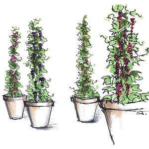 Ribes uva-crispa 