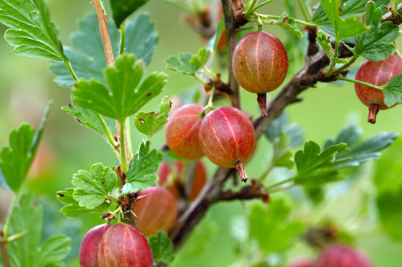 Ribes uva-crispa