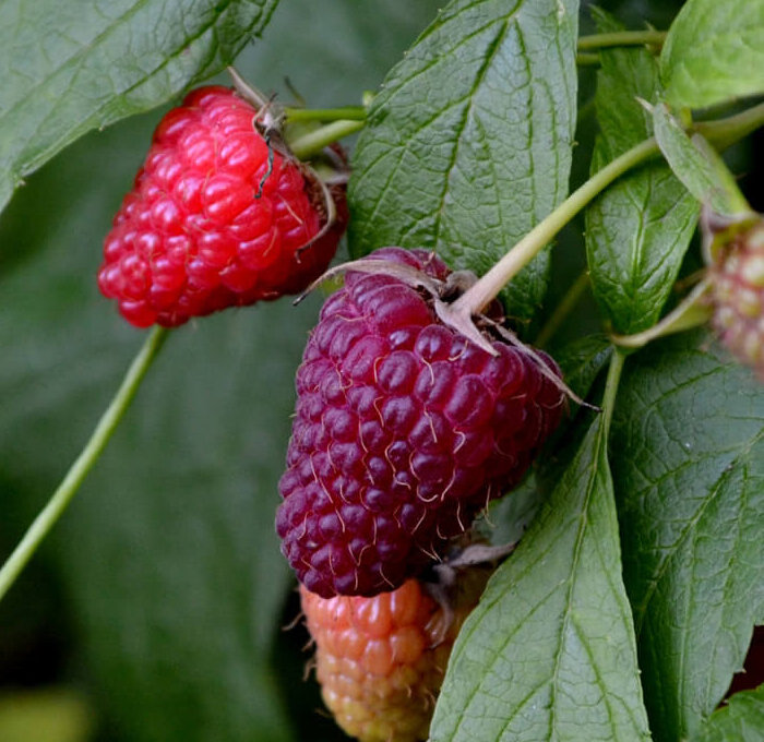 Rubus idaeus Glen Coe