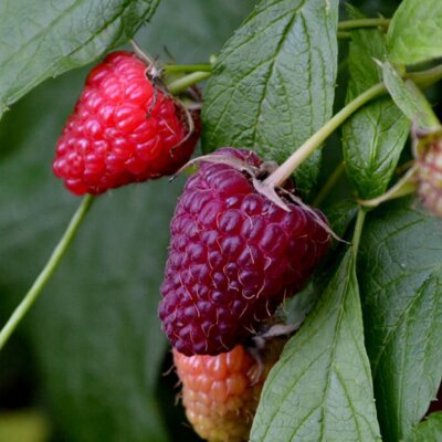 Rubus idaeus Glen Coe