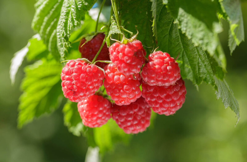 Autumn Happy Rubus idaeus