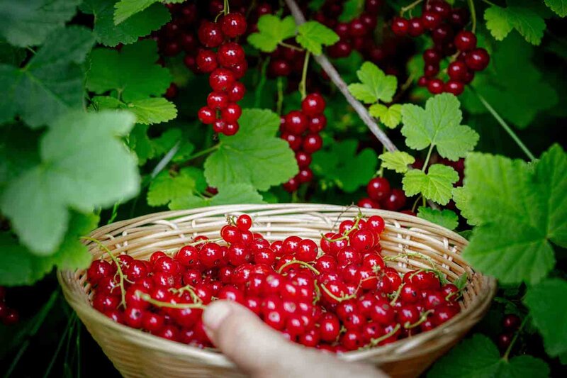 Ribes rubrum 'Rovada'® 