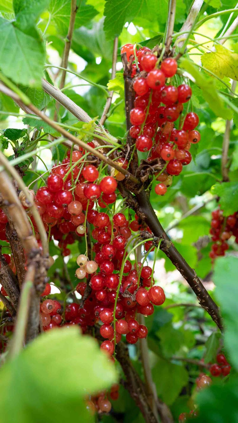Ribes rubrum 'Rovada'® 
