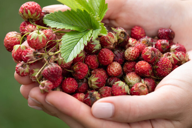Fragaria vesca Rügen