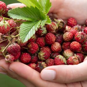 Fragaria vesca Rügen