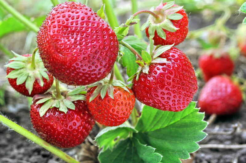Fragaria x ananassa 'Elsanta'