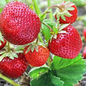 Fragaria x ananassa 'Elsanta'