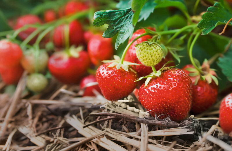 Fragaria x ananassa 'Korona'