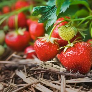 Fragaria x ananassa 'Korona'