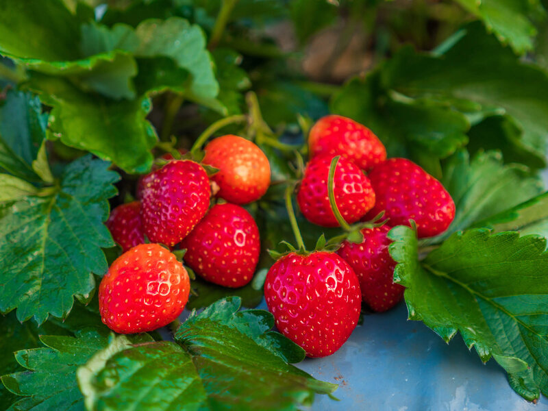 Fragaria x ananassa 'Lambada'