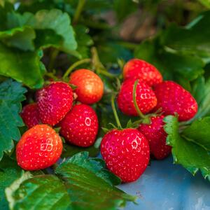 Fragaria x ananassa 'Lambada'