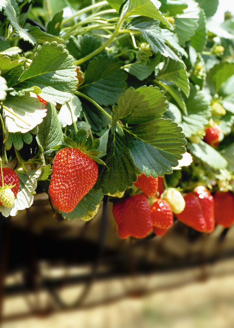 Fragaria x ananassa 'Malwina'