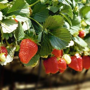 Fragaria x ananassa 'Malwina'