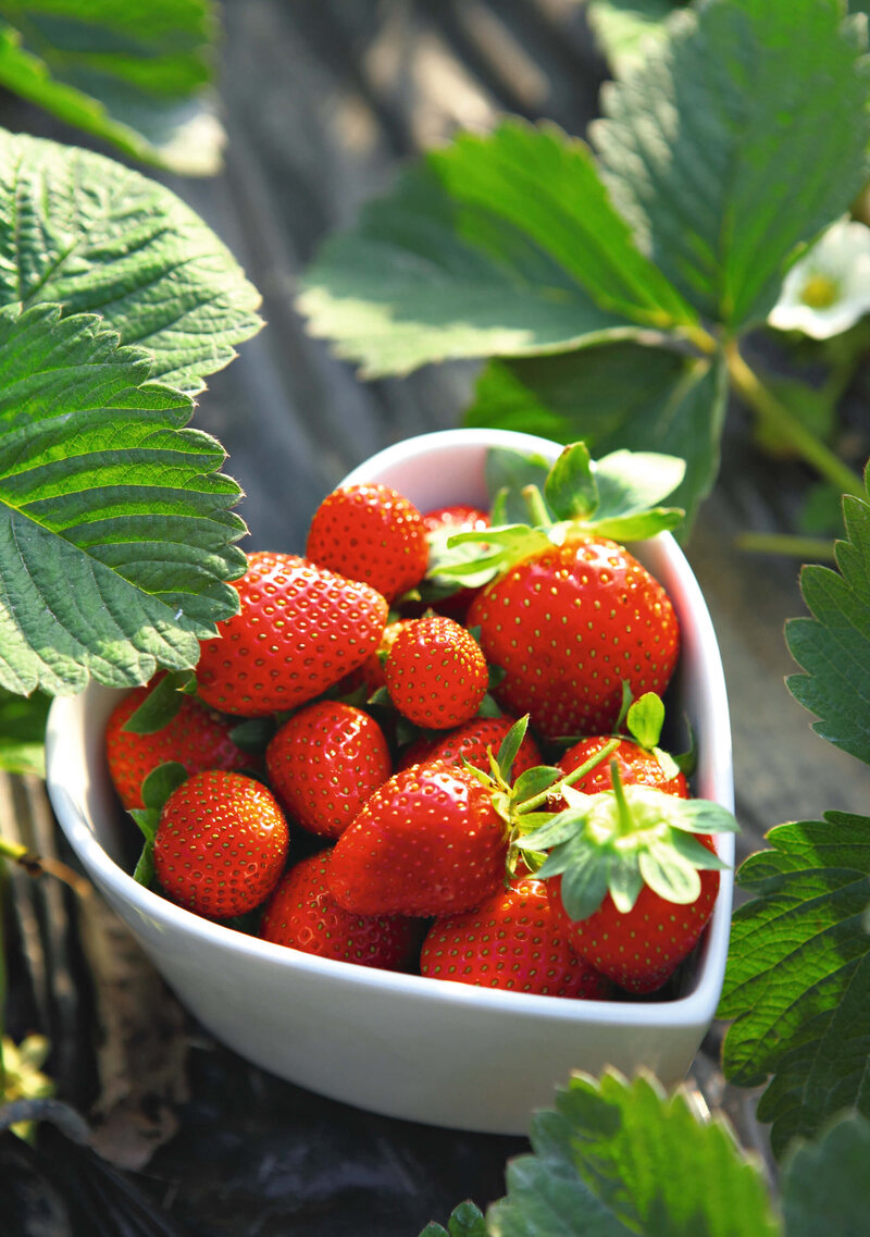 Fragaria x ananassa 'Mara de Bois'