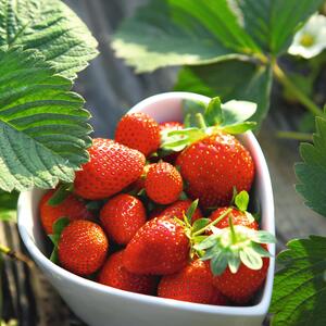 Fragaria x ananassa 'Mara de Bois'