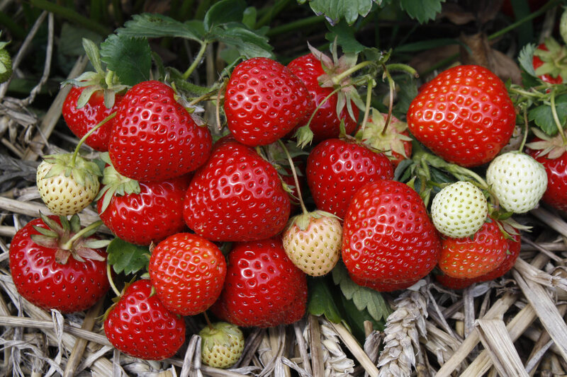 Fragaria x ananassa 'Mieze Schindler'