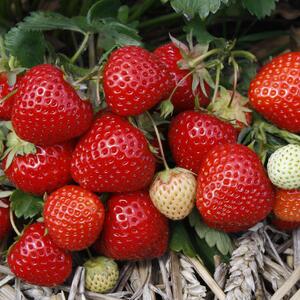 Fragaria x ananassa 'Mieze Schindler'